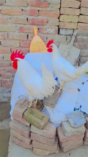 Villeg Fram cute chks #love #ytube #viralvideo