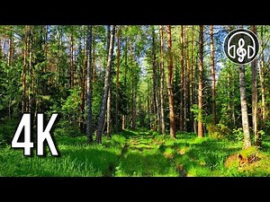 Relaxing birdsong. A beautiful concert in the morning spring forest.