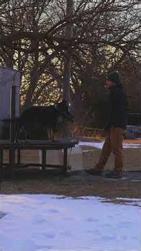 Building a GSD puppy for protection work