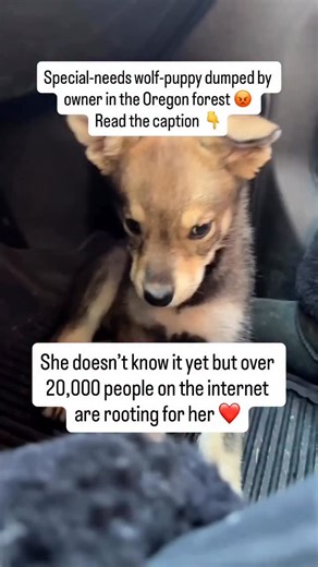 🚨 FOUND ALONE IN THE WOODS — LEFT TO DIE 😡 This sweet baby was DUMPED by a breeder after they realized she was blind and special needs. Instead of giving her a chance at life, they abandoned her to fend for herself in the freezing woods — knowing she wouldn’t survive. 💔 Our sources say this breeder already has a COURT ORDER limiting them to just 4 dogs, which means they’ve been breaking the law — and probably doing this to countless innocent puppies for years. We’ve reported it and are pursui