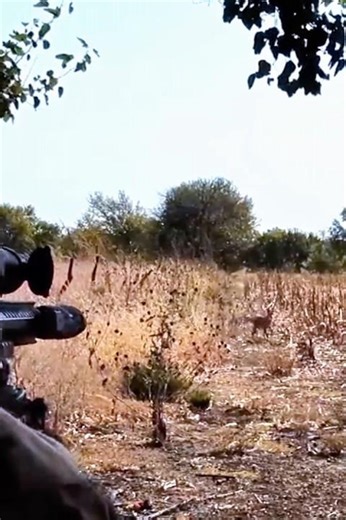 fox 🦊 hunting big 🙀 big shot