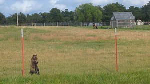 Pixie's sale FELL THRU... She's available again, so back to the waiting list we go | Mystic Rock Miniature Horses
