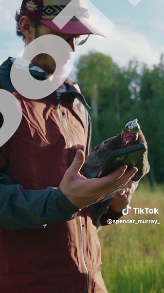 Revolutionary Rooster Pro: DJI's Chicken Stabilizer & Camera