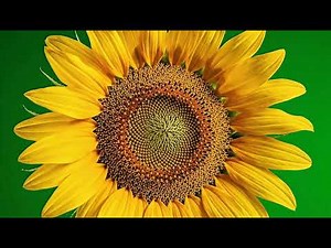 Epic Flower Green Screen Effect: Stunning Green Screen FX for Creators