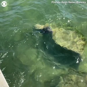 2.1K views · 22 reactions | MANATEE RESCUE: Watch crews rescue an orphaned manatee calf found in Florida over the weekend. | WMBD | Facebook