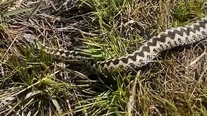Warning issued after Britain's only poisonous snake spotted in Monmouthshire