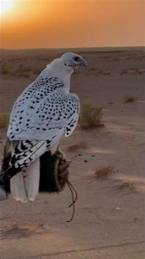 FALCON CHASING PIGEON IN WILDLIFE ADVENTURES 🔥🔥#falcon #wildlifeentertainment #wildlife #raptor