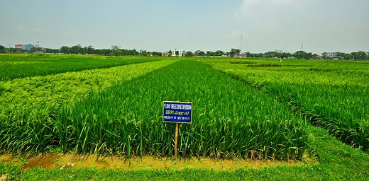 Climate change is making soils saltier, forcing many farmers to find new livelihoods