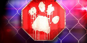 How to report suspected animal abuse