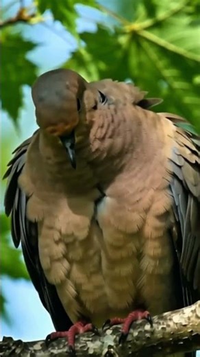 "One Lonely Dove Resting Quietly | Relaxing Nature"