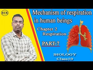 Mechanism of Respiration in human beings | Chapter-2 Respiration |Class10 biology