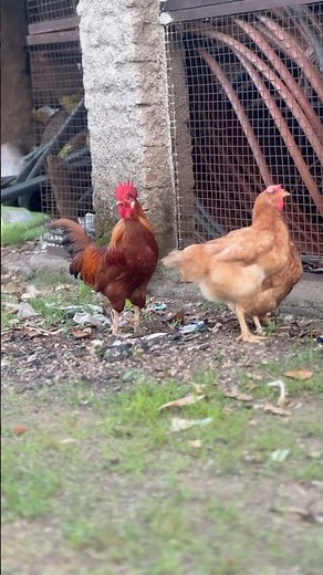 Rooster & Hens Talking to Each Other! 🐓🔊 Funny Chicken Sounds