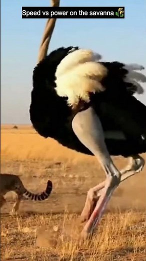 Ostrich Fights Back Against a Charging Cheetah 🐆