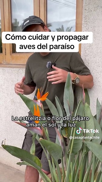 Cómo cuidar y propagar aves del paraíso