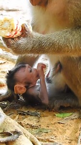 The adorable infant monkey gives birth to a wonderful | Monkeys Daily