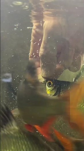Aquarium fish feeding hand fed Tinfoil Barbs #fishvideo #tropicalfish #fishtank #fishfeeding #peces
