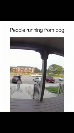 26K views · 1K reactions | Funny and cute dogs compilation 藍 | Cuteyfunny | Facebook