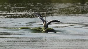 45K views · 1K reactions |  Esta garceta gris fue captada por la...