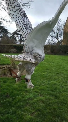 SNOWY OWL IN TRAINING