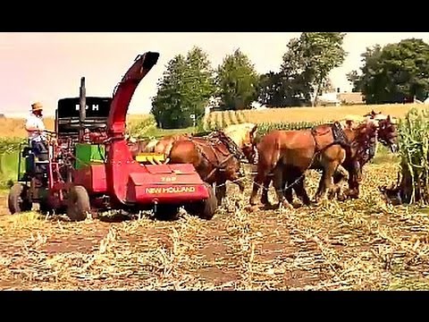 Amish Farmer with 8 Horse Hitch Chopping Silage