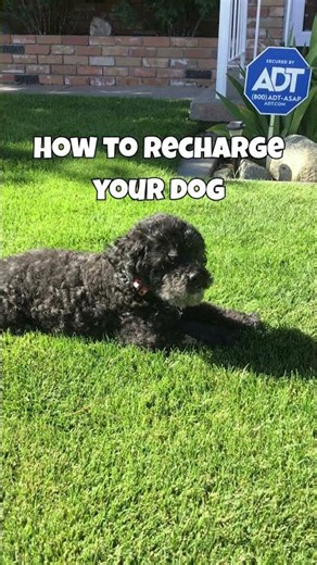 Rescue cockapoo recharges