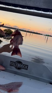 52K views · 414 reactions | ASMR Fish Cleaning Sunsets KillerDock | Reed_thefishmonger | Facebook