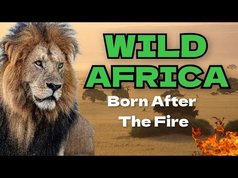 Wild Africa | Born After The Fire | Nature Documentary