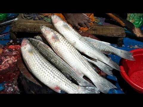 🔴 Real-Time Fish Cutting Live | Satisfying ASMR Sounds | For USA & Europe Viewers