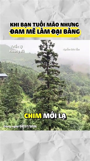 Chú Mèo Bất Ổn Trèo Cây Thông Chọc Trời #shorts #funnycat #meohaihuoc