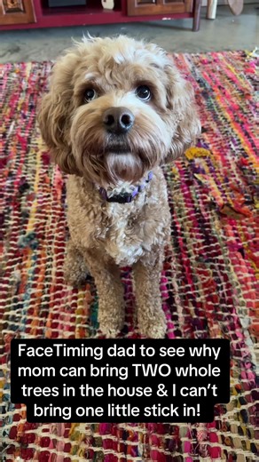 Cockapoo's Confusion Over Bringing Sticks Inside