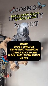 Cosmo Raps A Special Song For Her Bestie Kiki To Walk Back To Her Flock 🥺 #talkingparrot #pet #animals #birds #parrot #cute #Amazing #cosmothefunnyparrot | cosmothefunnyparrot