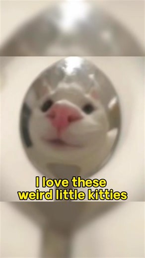 Funny Kitties Compilation | Cute and Hilarious Cat Moments