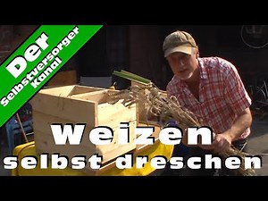 Threshing wheat with a homemade threshing machine