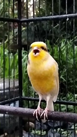 full speed canary sound #birds #canary #birdsounds #canarysinging #canarysounds