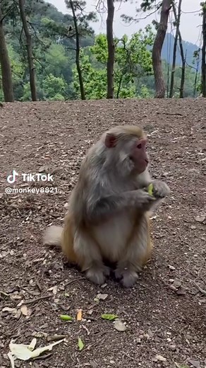 Still climbing the hillside, still maintaining a safe distance. #Monkey #babymonkey #funnymonkey #cutemonkey #monkeylove