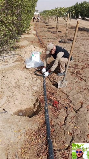 installing new irrigation sprinkler for New trees #irrigation #plumbing #youtubeshorts #ai