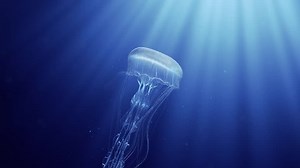 3d Animation Jellyfish Swimming Deep Ocean Stock Footage Video (100% Royalty-free) 1028064587 | Shutterstock