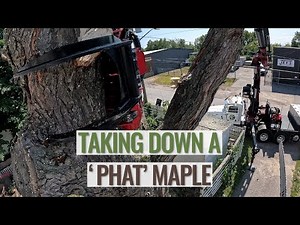 Taking down a 'PHAT' Maple