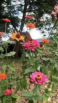 Monarch Butterflies in my garden #mybackyardgarden