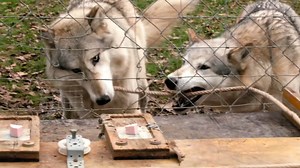 How Wolves Silently Communicate to Solve Puzzles