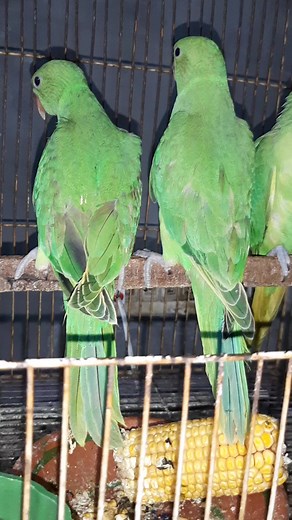 1.5K views · 24 reactions | Tamed ringneck chick's 03059529707 | Lahore birds | Facebook