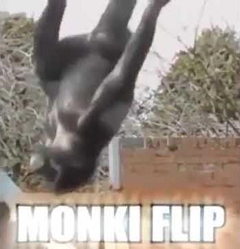 Monkey Flip Meme (MONKI FLIP)