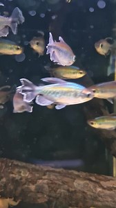2.2K views · 191 reactions | Some beautiful Congo tetra showing some really nice colours this morning  we also have plenty of attya shrimp left in stock 戀冀 | Pier Aquatics | Facebook
