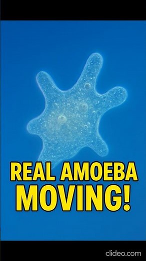 🧫 Amoeba Moving Under Microscope | Real-Time Timelapse | Microscopic Life microorganisms #science