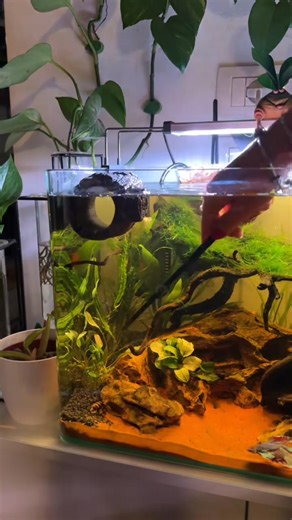 1.6K views · 27 reactions | The Way of planting  #aquarium #plants | Trip Aquarium | Facebook