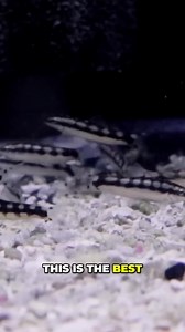 18K views · 163 reactions | The Best Snail Eating Loach  #aquariumcoop #aquariumadvice #fishtank | Aquarium Co-Op | Facebook