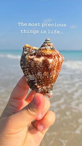 Damn precious ! 😂✨️ Finding seashells on the beach is way better than any store bought souvenir in my opinion! Would you agree? 🐚 📍Jupiter, Florida #collectingseashells #seashellhunting #floridabeaches #beachcombingtreasures #shells #shelling #theseashellmermaid | The Seashell Mermaid