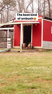 341K views · 10K reactions | Love grows where baby goats go ❤️ #fyp #viral #babygoats #love #cuteness #reels | Goat Daddy's Farm | Facebook