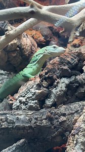 9.8K views · 184 reactions | Working with Green Tree Monitors has been a dream of mine since I first laid eyes on them. Intelligent, elegant, stunning. #everevolvingexotics #reptileshop #tucson #arizona #greentreemonitors #varanus #varanusprasinus #treemonitors #reptiles #bioactive #livingvivarium #reptileshop #tucson #arizona | Ever Evolving Exotics | Facebook