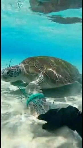 Sea turtle was barely saved from fishnet! Watch what happens at the end! #shorts